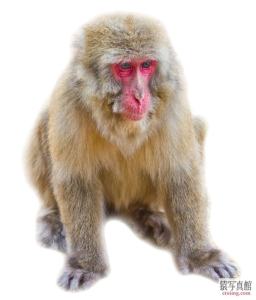 猿写真 年賀状素材2016 ニホンザル No0385 オス猿 見つめる猿 正面 猿写真館 さるる
